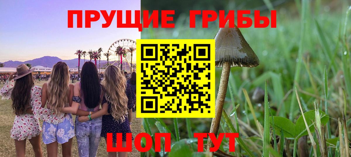 Галлюциногенные грибы Psilocybe  Вход с VPN  Галлюциногенные грибы ЛСД  Советск 